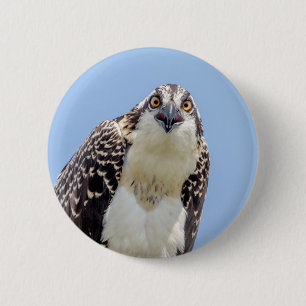 Closeup of a Juvenile Osprey 6 Cm Round Badge