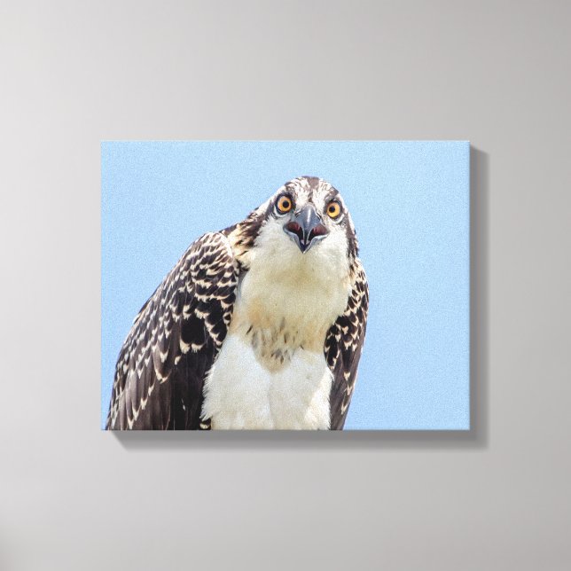 Closeup of a Juvenile Osprey Canvas Print (Front)