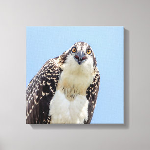 Closeup of a Juvenile Osprey Canvas Print