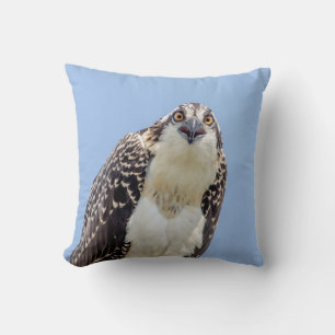 Closeup of a Juvenile Osprey Cushion