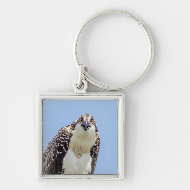 Closeup of a Juvenile Osprey Key Ring (Front)