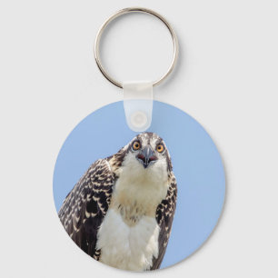 Closeup of a Juvenile Osprey Key Ring