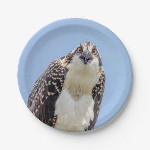 Closeup of a Juvenile Osprey Paper Plate