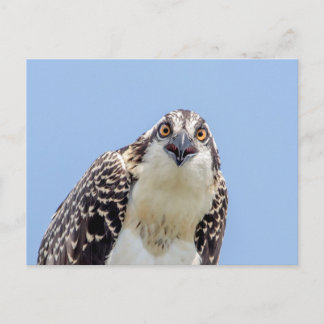 Closeup of a Juvenile Osprey Postcard