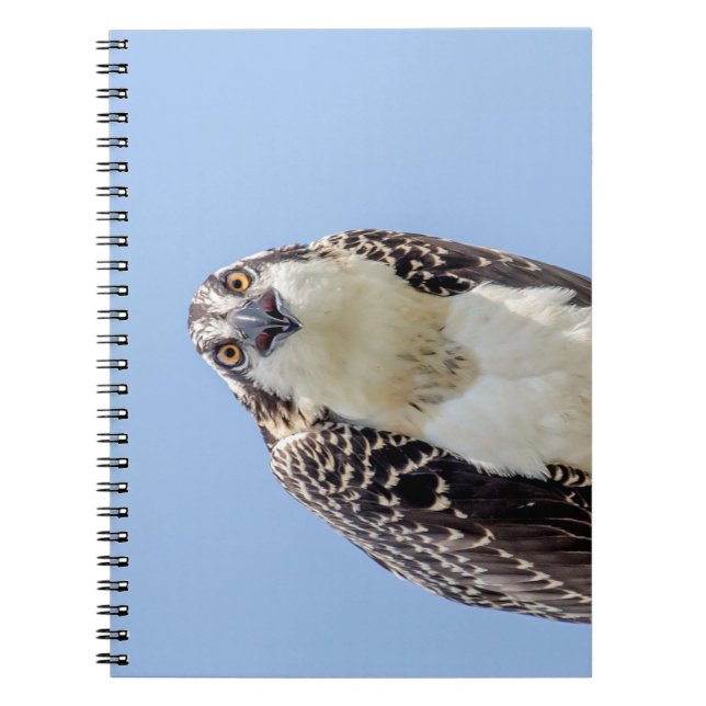 Closeup of a Juvenile Osprey Spiral Notebook (Front)