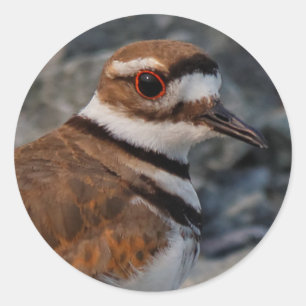 Closeup of a Killdeer Classic Round Sticker