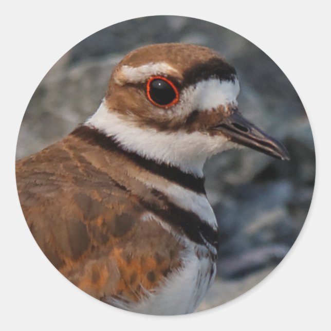 Closeup of a Killdeer Classic Round Sticker (Front)