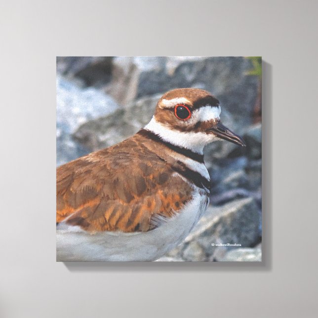 Closeup of a Killdeer Shorebird on the Rocks Canvas Print (Front)