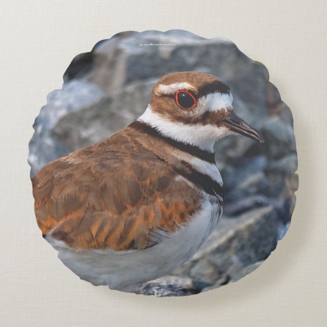 Closeup of a Killdeer Shorebird on the Rocks Round Cushion (Front)