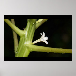 Closeup of a Papaya flower, after hard rain. Poster