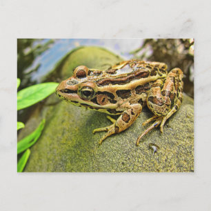 Closeup of a Pickerel Frog Postcard