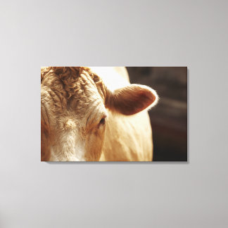 Closeup of cow face canvas print