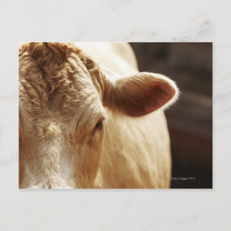 Closeup of cow face postcard