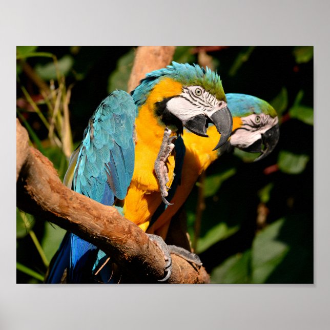 Closeup of  gelbbrustara macaws on branch poster (Front)