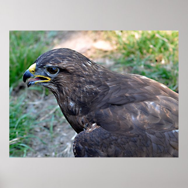 Closeup of Harris Hawk seen from above Postcard Sq Poster (Front)