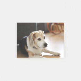 Closeup Of Healthy Beagle Puppy Post-it Notes