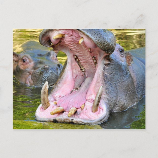Closeup of hippopotamus open mouth postcard (Front)