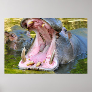 Closeup of hippopotamus open mouth poster