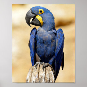 Closeup of Hyacinth macaw Poster