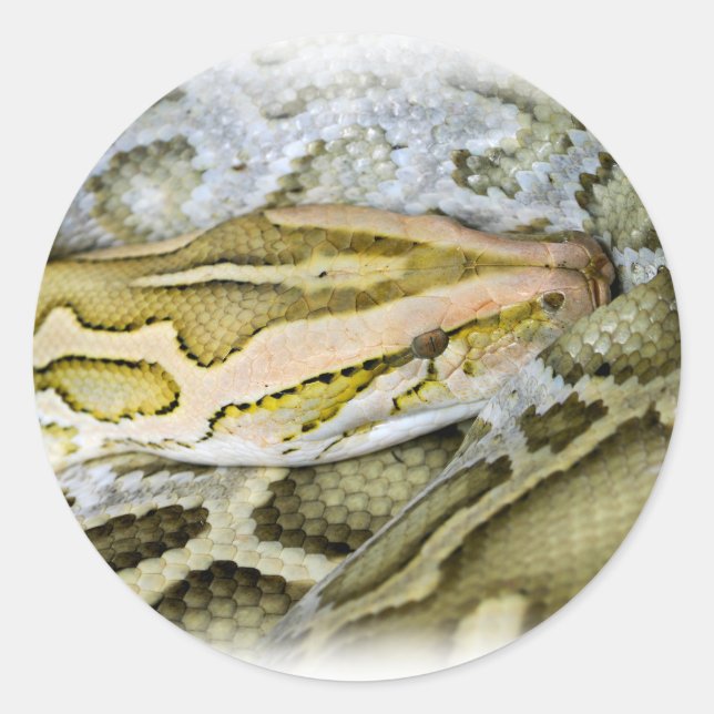 Closeup of Indian python Classic Round Sticker (Front)