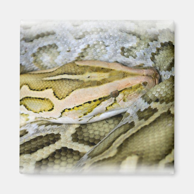 Closeup of Indian python Magnet (Front)