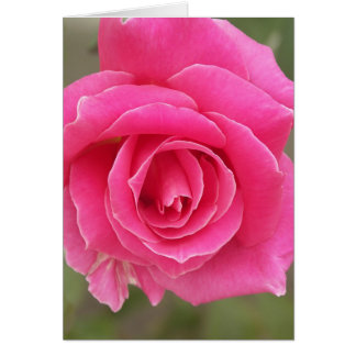 Closeup of pink rose