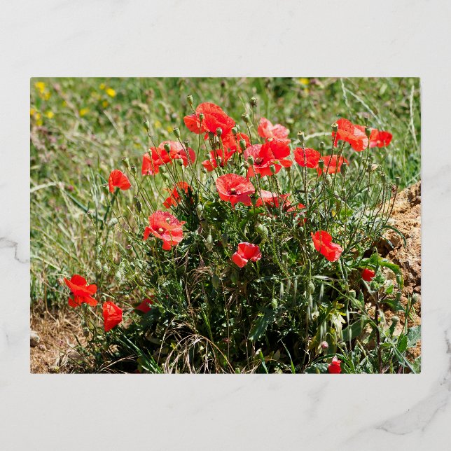 Closeup of poppies foil holiday postcard (Front)