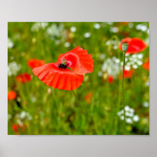 Closeup of poppies  poster