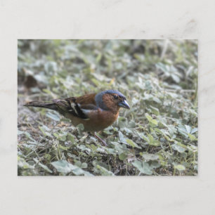 Closeup of the bird on a meadow postcard