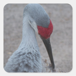 Closeup of the face of a Sand Hill Crane Square Sticker