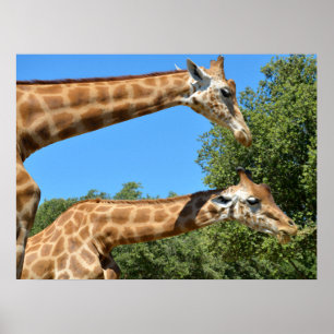 Closeup of two giraffes holiday poster