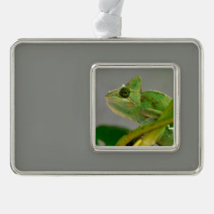 Closeup of veiled chameleon among plants silver plated framed ornament