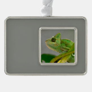 Closeup of veiled chameleon among plants silver plated framed ornament
