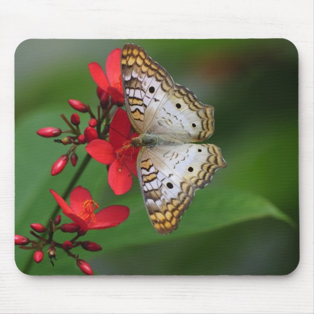 Closeup of white butterfly mouse pad (Front)
