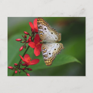 Closeup of white butterfly postcard