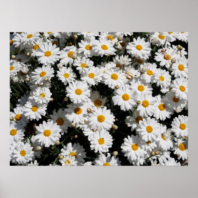Closeup of white daisy flowers poster (Front)