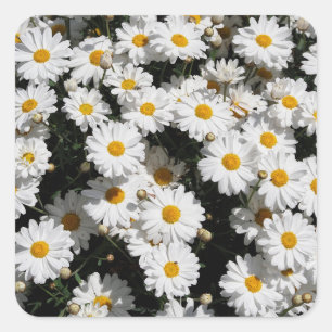 Closeup of white daisy flowers square sticker