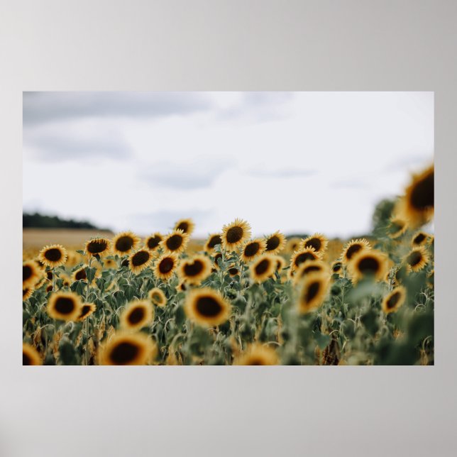 CLOSEUP PHOTO OF SUNFLOWERS POSTER (Front)