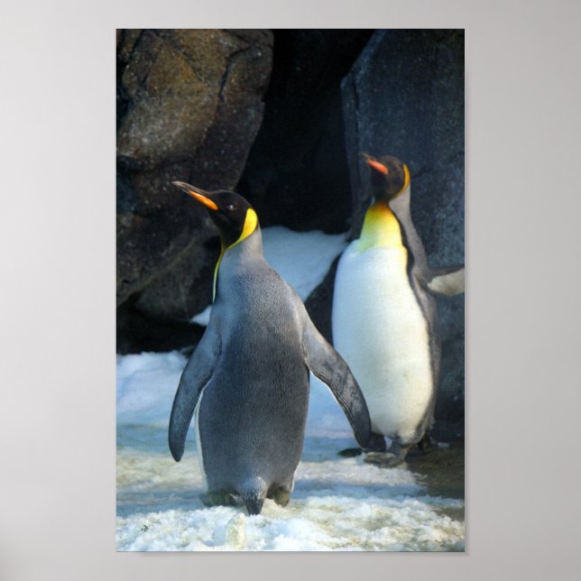 Closeup Photo of Two king  Penguins Poster (Front)