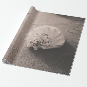 Closeup photo of white seashell on sand wrapping paper