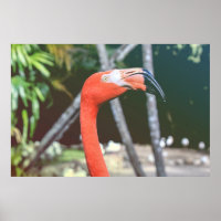 Closeup photography of red long-neck bird