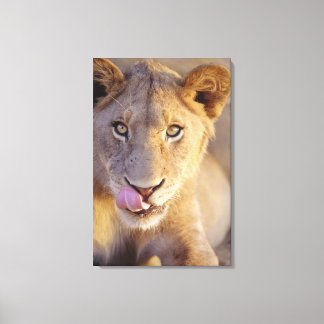 Closeup portrait of a young male lion lying canvas print