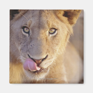 Closeup portrait of a young male lion lying magnet