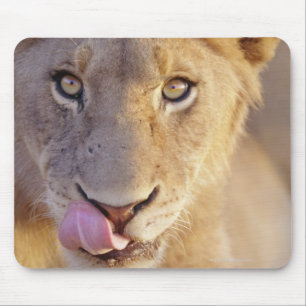 Closeup portrait of a young male lion lying mouse pad