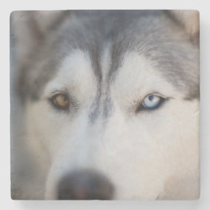 Closeup Stoic Gaze of an Alaskan Malamute Stone Coaster