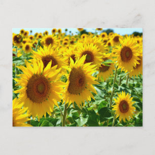 Closeup sunflowers in France Postcard