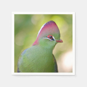 Closeup turaco of fischer napkin