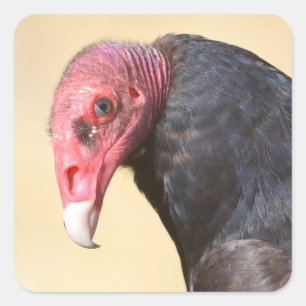 Closeup turkey vulture square sticker