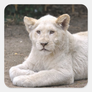 Closeup white lion cub lying on ground square sticker