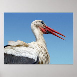 Closeup white stork poster